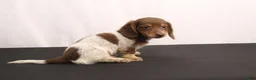 Dachshund dogs for sale: Ricky - Ad 7