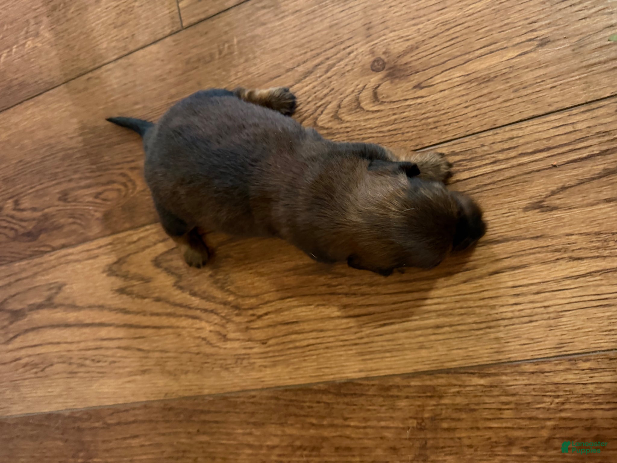 Dachshund dogs Dachshund Puppy 6 - Ad 2