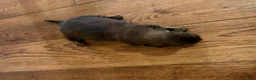 Dachshund dogs for sale: Dachshund Puppy 6 - Ad 2
