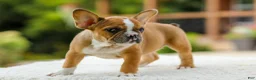 French Bulldog dogs for sale: Opal – Fawn/White - Ad 11