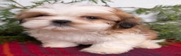 Shih Tzu dogs for sale: Bear - Ad 4