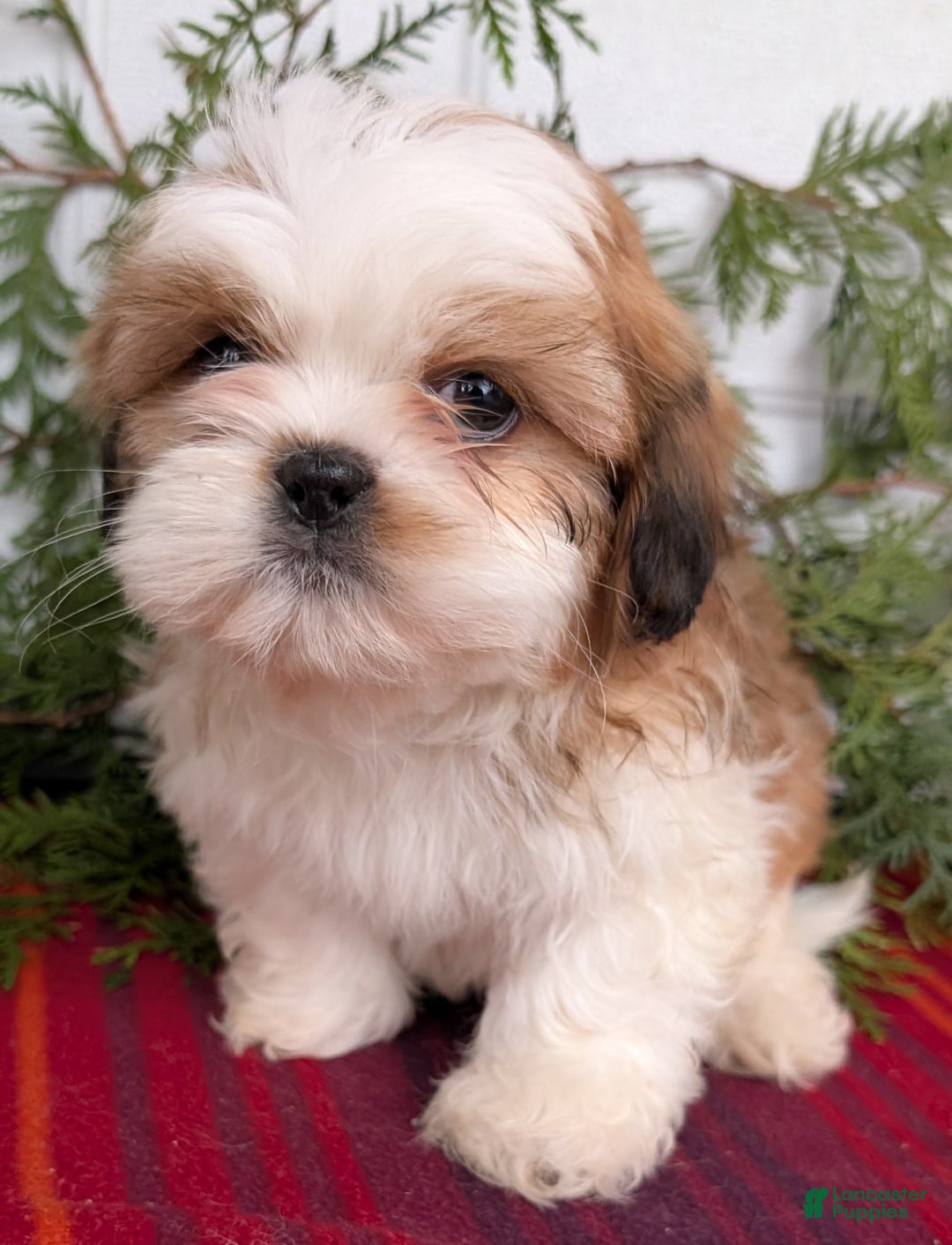 Shih Tzu dogs for sale: Bear - Ad 4