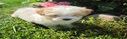 Shihpoo dogs for sale: Wendy - Ad 7