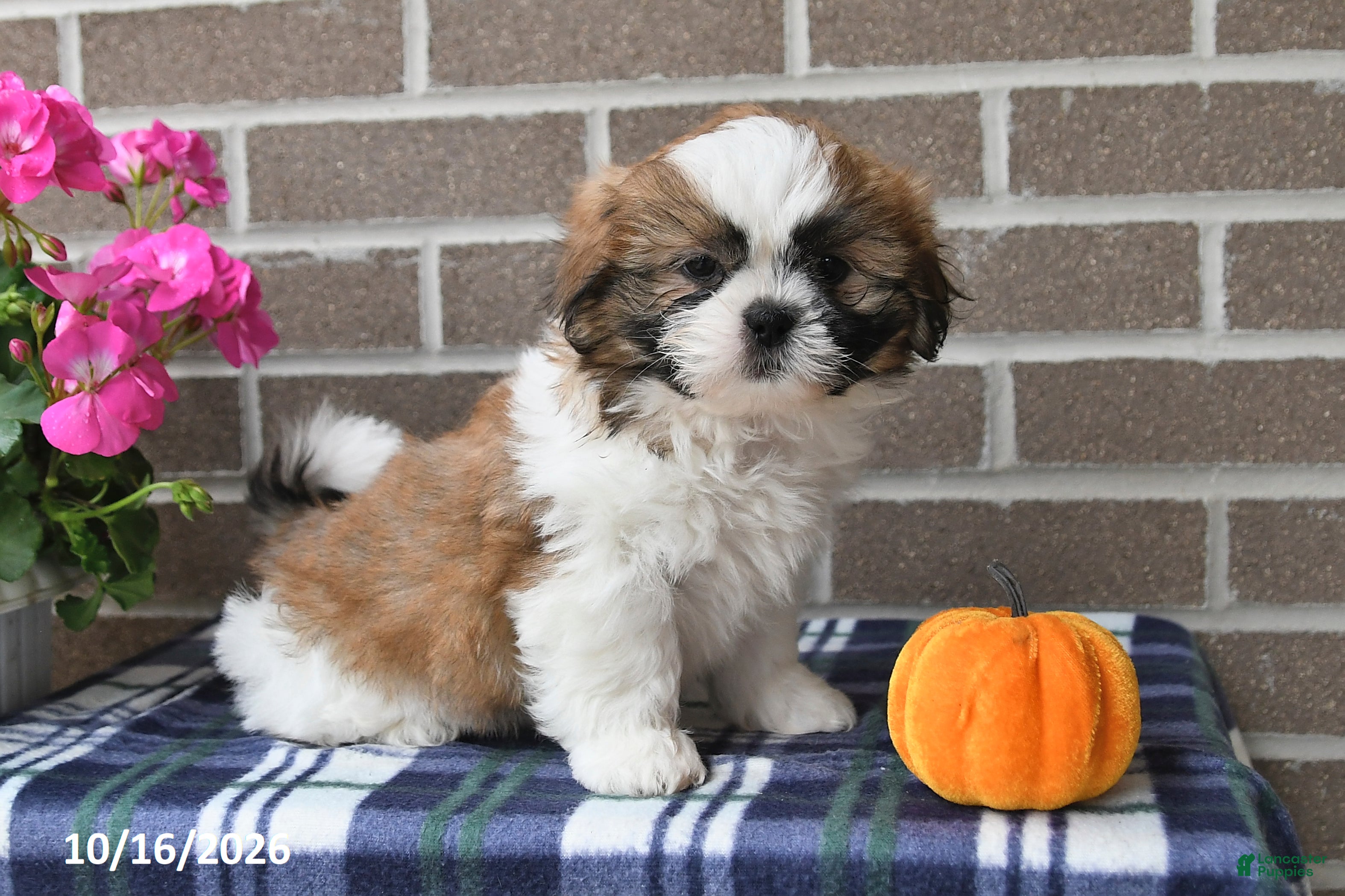 Shih Tzu dogs Caleb - Ad 1
