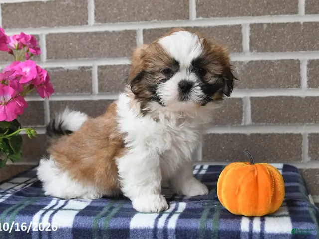 Shih Tzu dogs for sale: Caleb - Ad 1