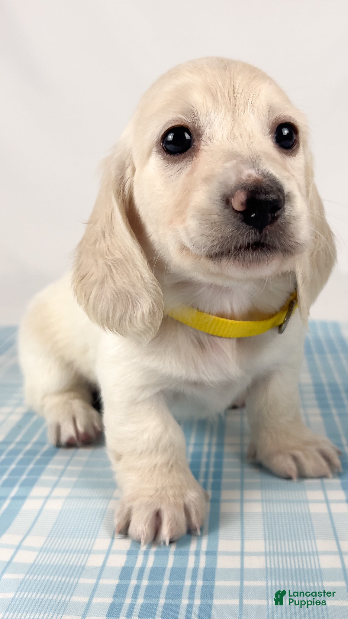 Miniature Dachshund dogs Mozzarella - Ad 11