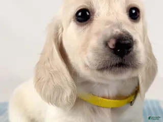 Miniature Dachshund dogs Mozzarella - Ad 11