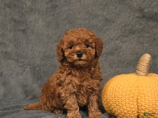 Maltipoo dogs - Ad 13