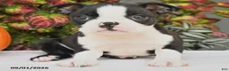 Boston Terrier dogs for sale: Jewel - Ad 3