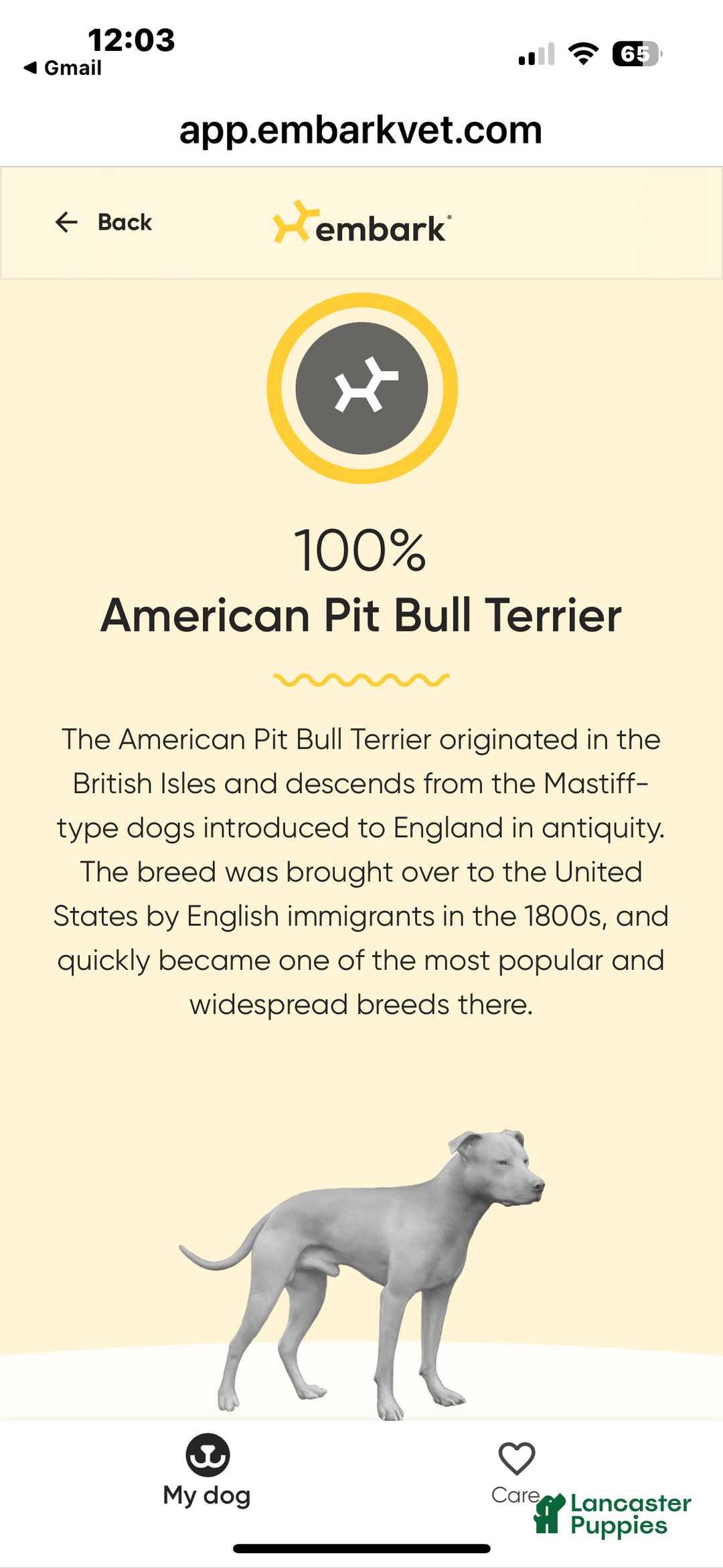 American Pit Bull Terrier dogs for sale: Bella - Ad 12