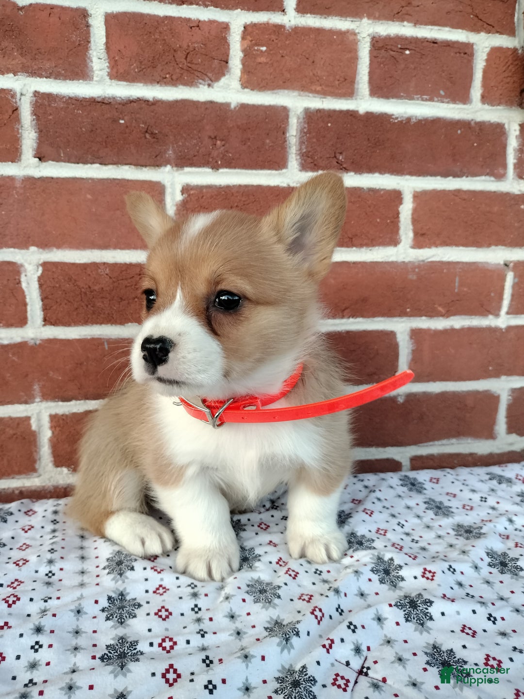 Welsh Corgi Pembroke dogs for sale:  Missy - Ad 3