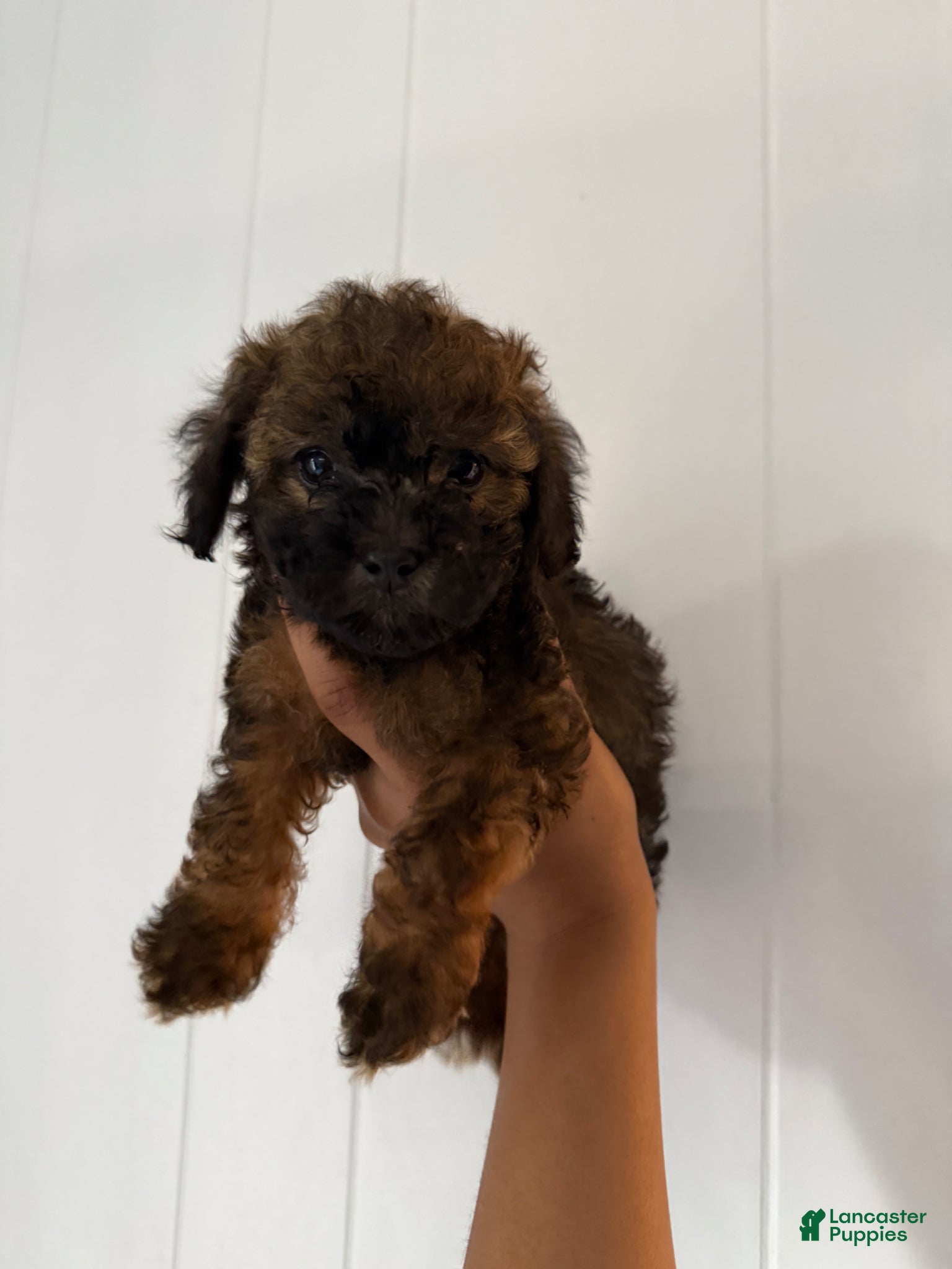 Toy Poodle dogs Toy Poodle Puppy 3 - Ad 11