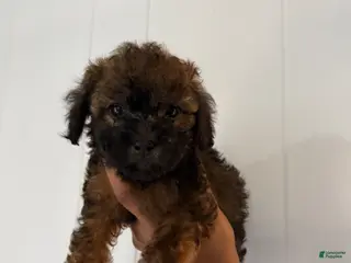Toy Poodle dogs Toy Poodle Puppy 3 - Ad 36