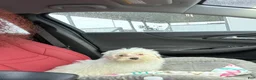 Maltipoo dogs for sale: Maltipoo Puppy 1 - Ad 1