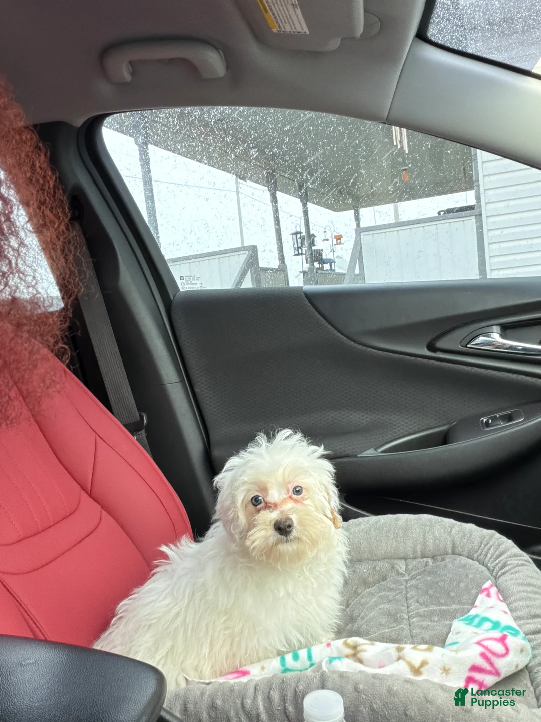 Maltipoo dogs for sale: Maltipoo Puppy 1 - Ad 1