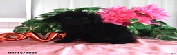 Miniature Poodle dogs for sale: Alice - Ad 6