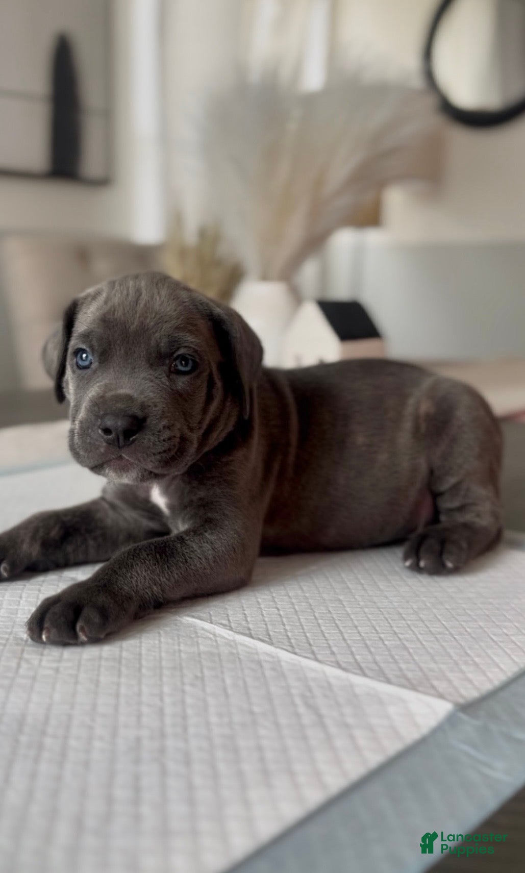 Cane Corso dogs Rebel - Ad 1