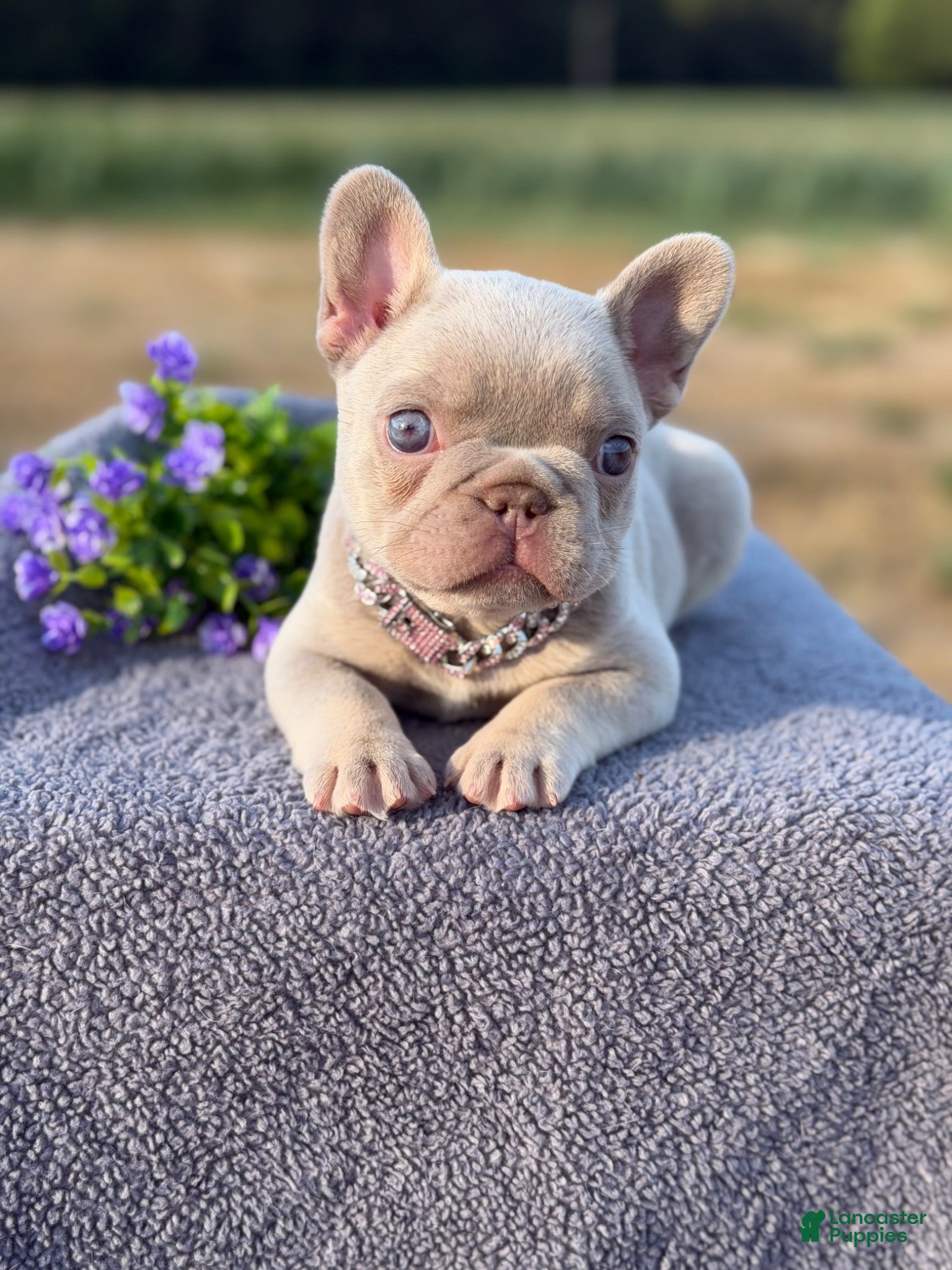 French Bulldog dogs Cami  - Ad 2