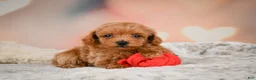 Toy Poodle dogs for sale: Joey - Ad 10