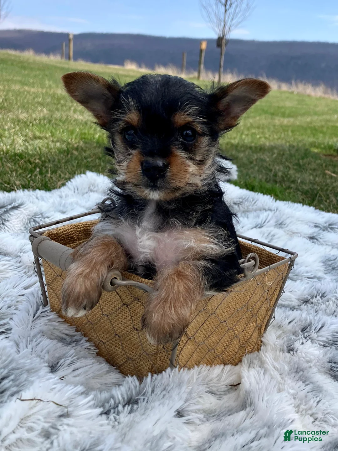 Yorkshire Terrier dogs for sale: Darlin - Ad 6