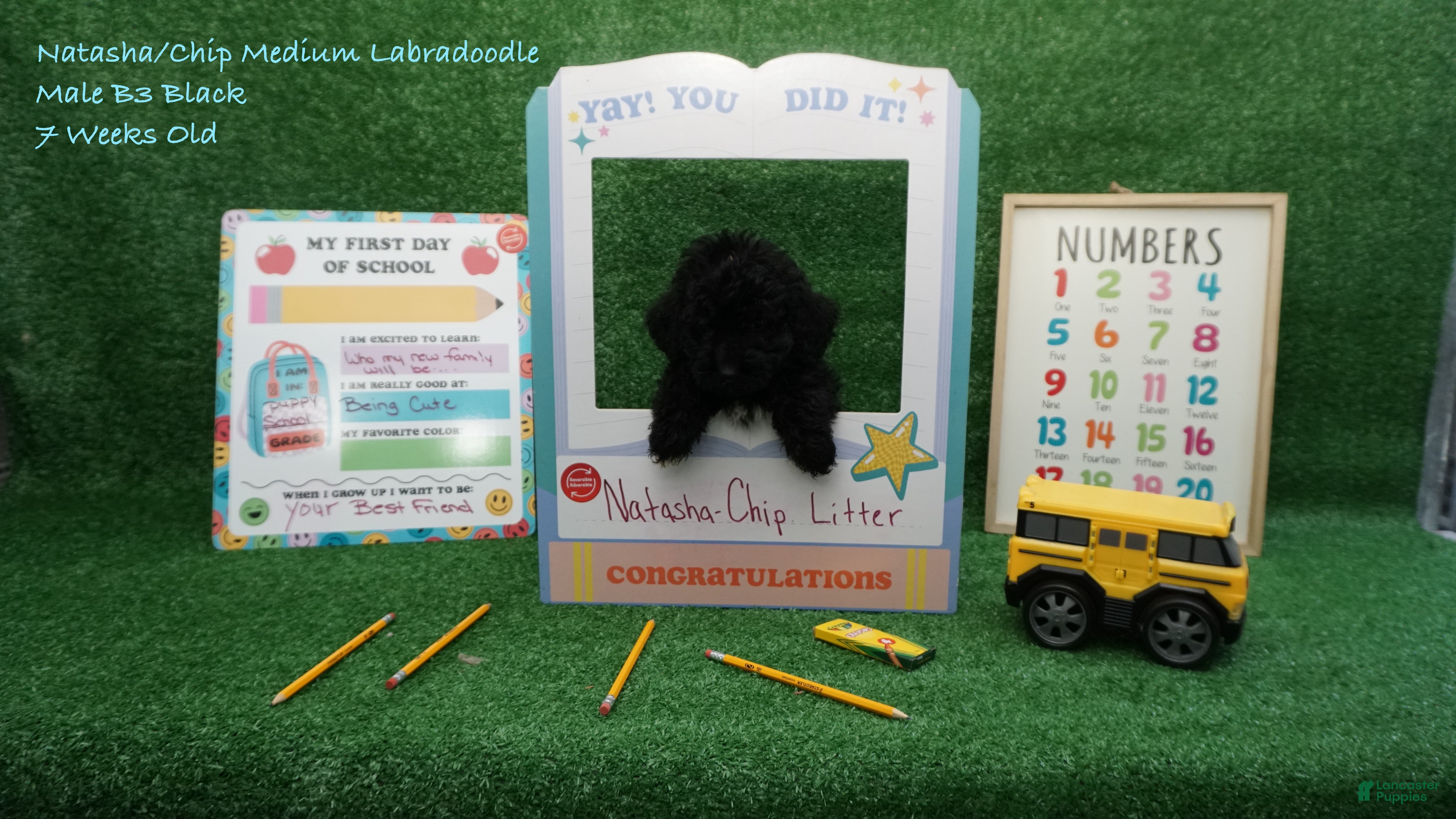 Labradoodle dogs NC B3 Black - Ad 1