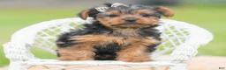 Yorkshire Terrier dogs for sale: Mickey - Ad 6