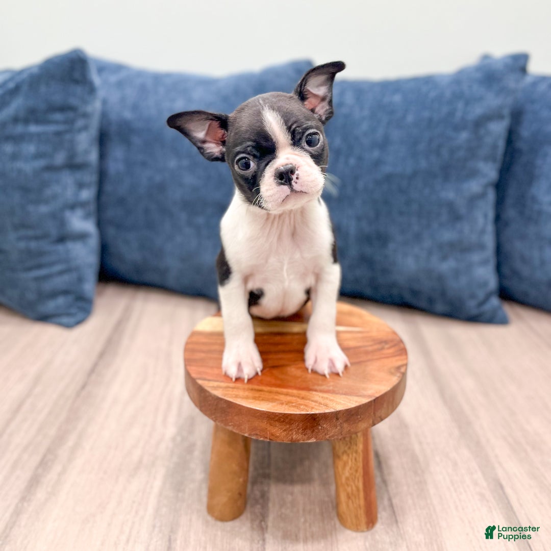 Boston Terrier dogs for sale: Sparky - Ad 3