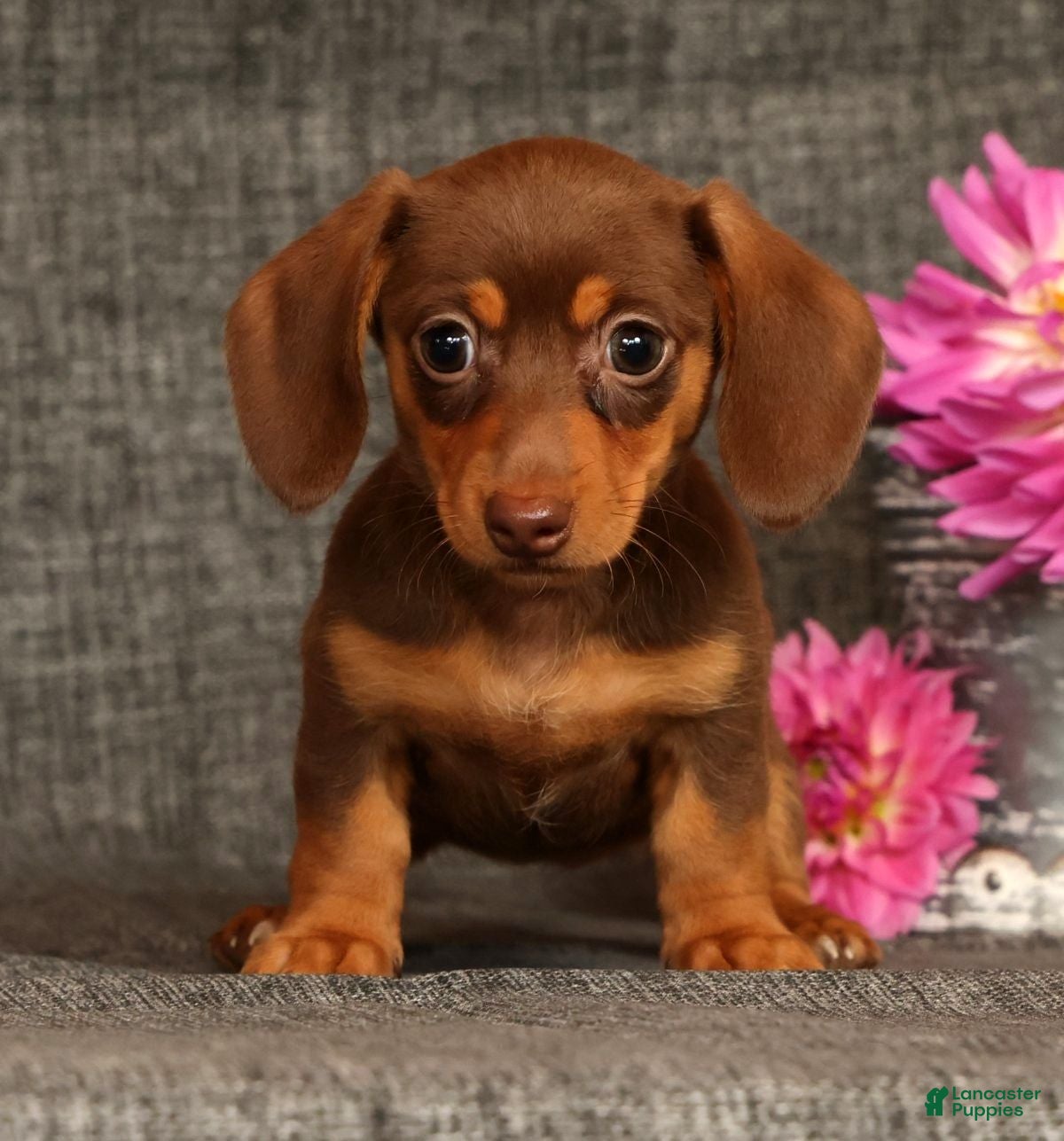 Miniature Dachshund dogs Abby - Ad 1