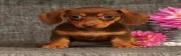 Miniature Dachshund dogs for sale: Abby - Ad 1