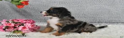 Mini Bernedoodle dogs for sale: Comet - Ad 3