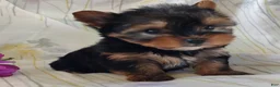Yorkshire Terrier dogs for sale: Sage - Ad 3