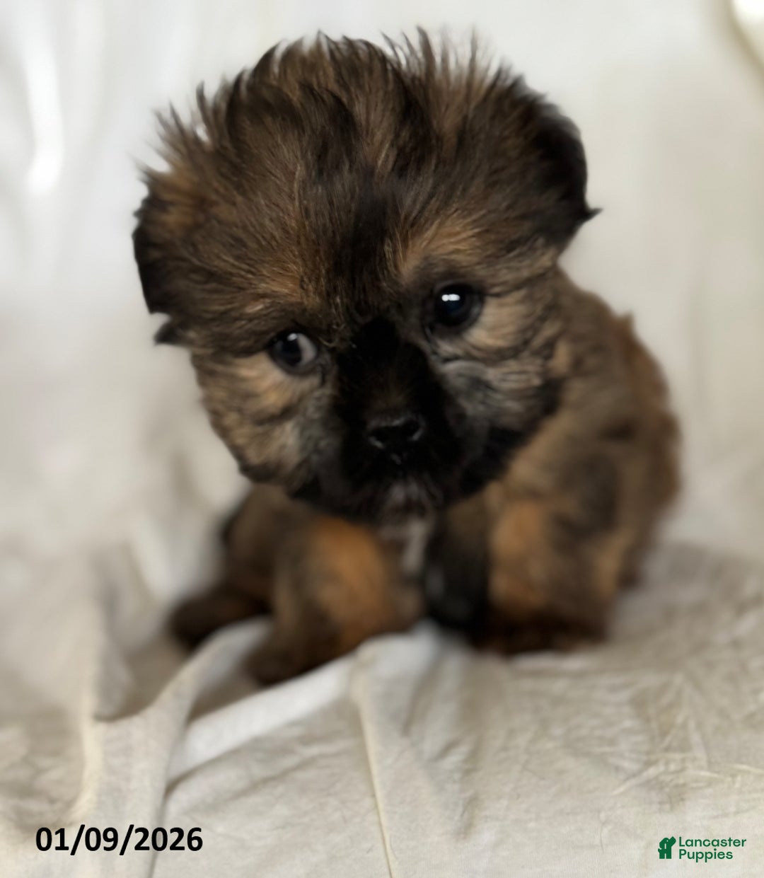 Shorkie dogs for sale: Benny - Ad 4