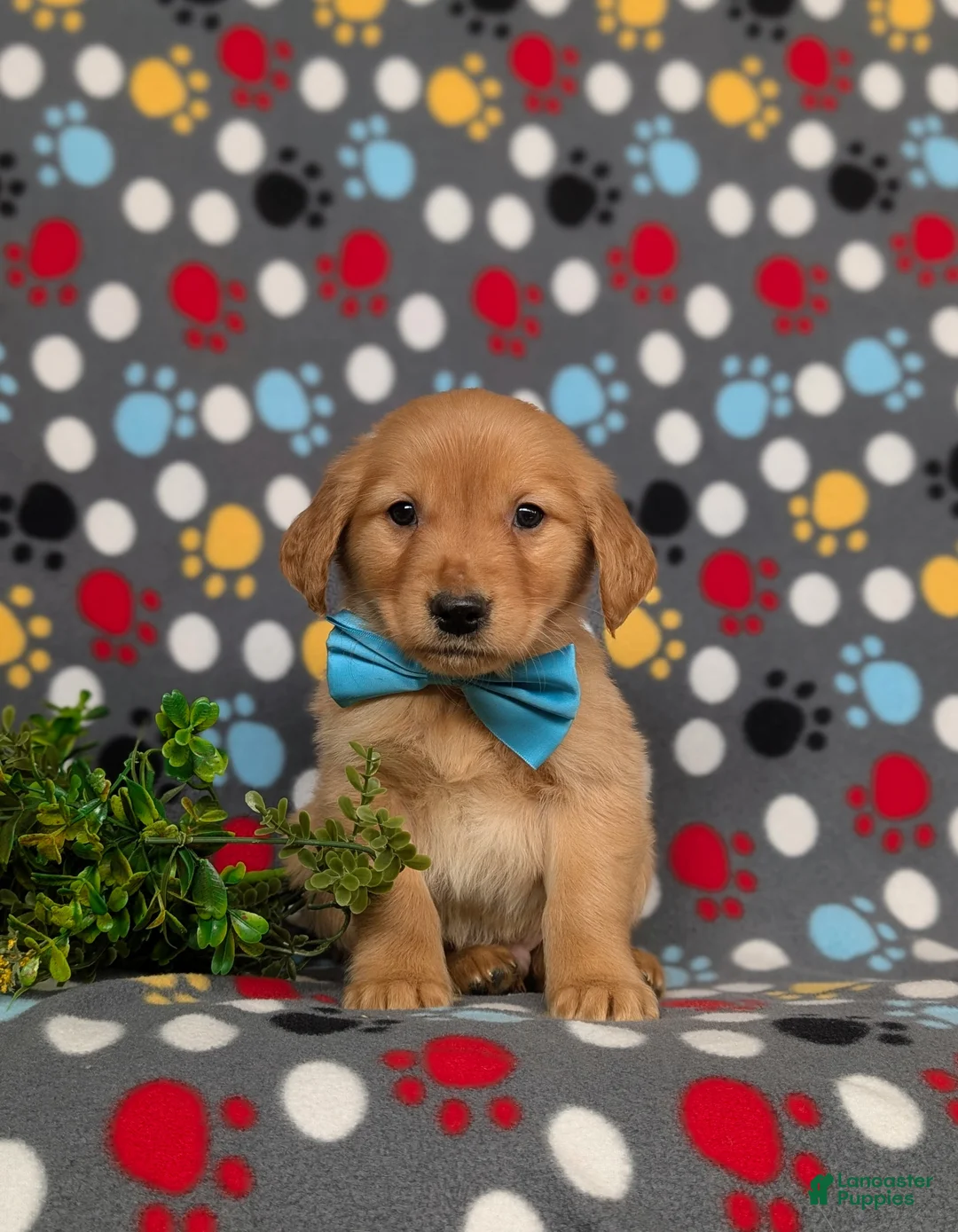 Golden Retriever dogs for sale: Forest - Ad 2