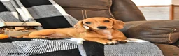 Miniature Dachshund dogs for sale: Hunter - Ad 4