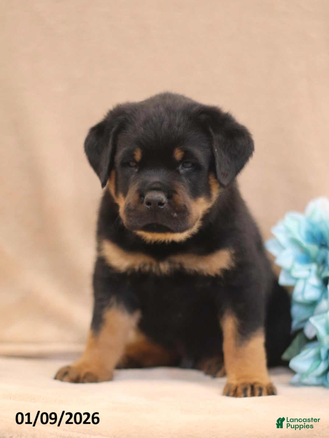 Rottweiler dogs for sale: Turbo - Ad 3