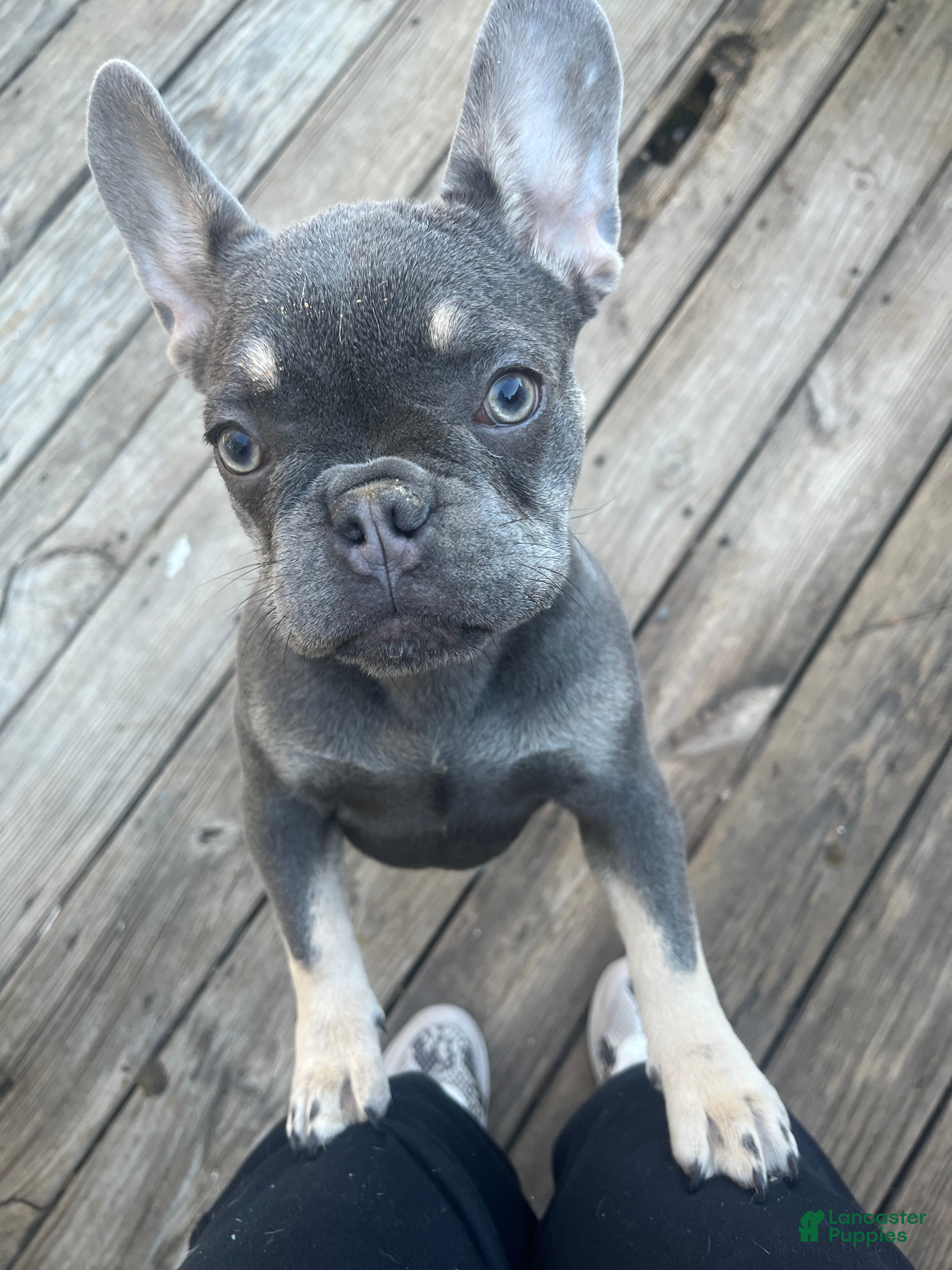 French Bulldog dogs French Bulldog 1 - Ad 34