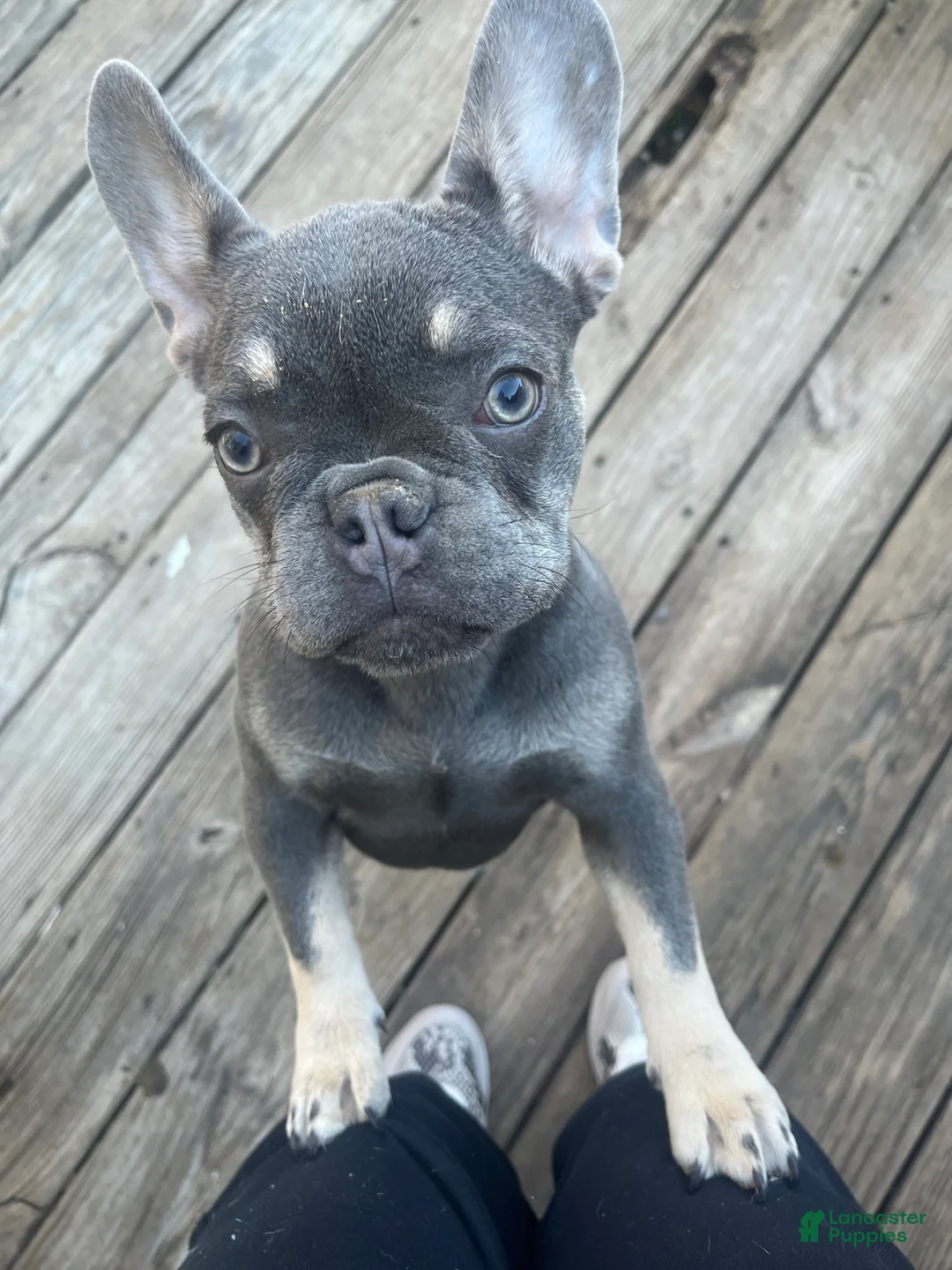 French Bulldog dogs for sale: French Bulldog 1 - Ad 1