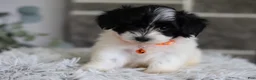 Maltipoo dogs for sale: Tiny - Ad 9