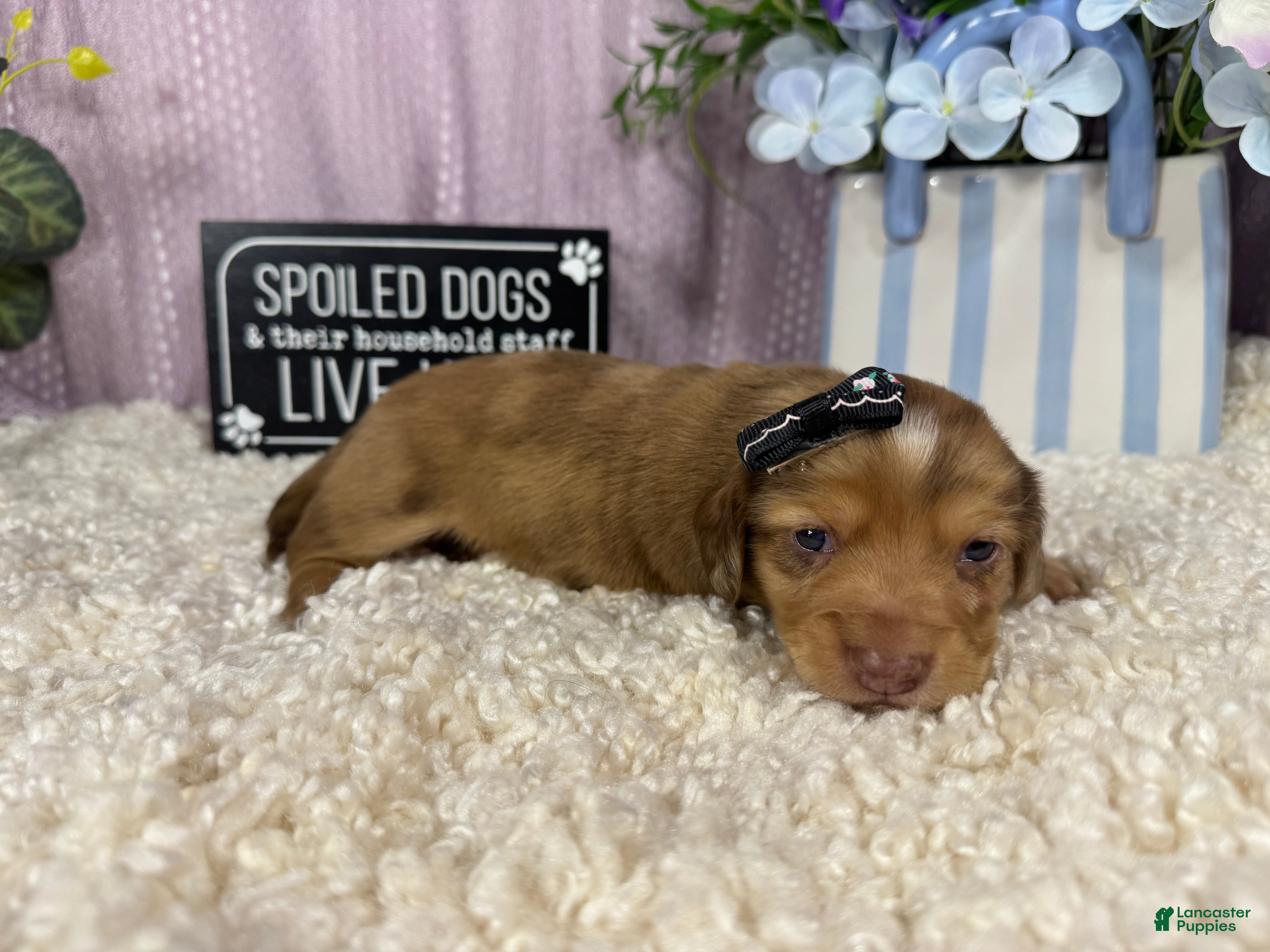 Miniature Dachshund dogs Miniature Dachshund 4 - Ad 22