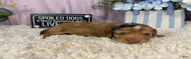 Miniature Dachshund 4