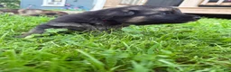 German Shepherd dogs for sale: Bear - Ad 8