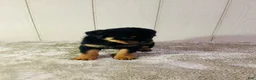 Rottweiler dogs for sale: Rottweiler 2 - Ad 4
