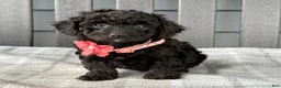 Cockapoo dogs for sale: Oakley  - Ad 2