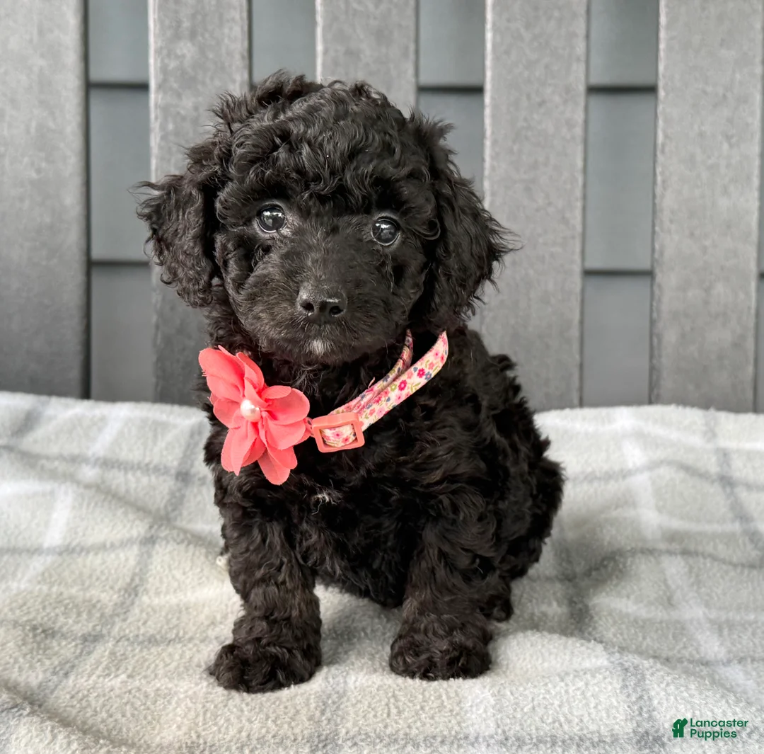 Cockapoo dogs for sale: Oakley  - Ad 2