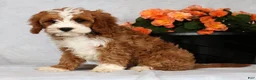 Cavapoo dogs for sale: Eddie - Ad 5