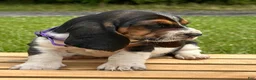 Basset Hound dogs for sale: Isabella - Ad 4