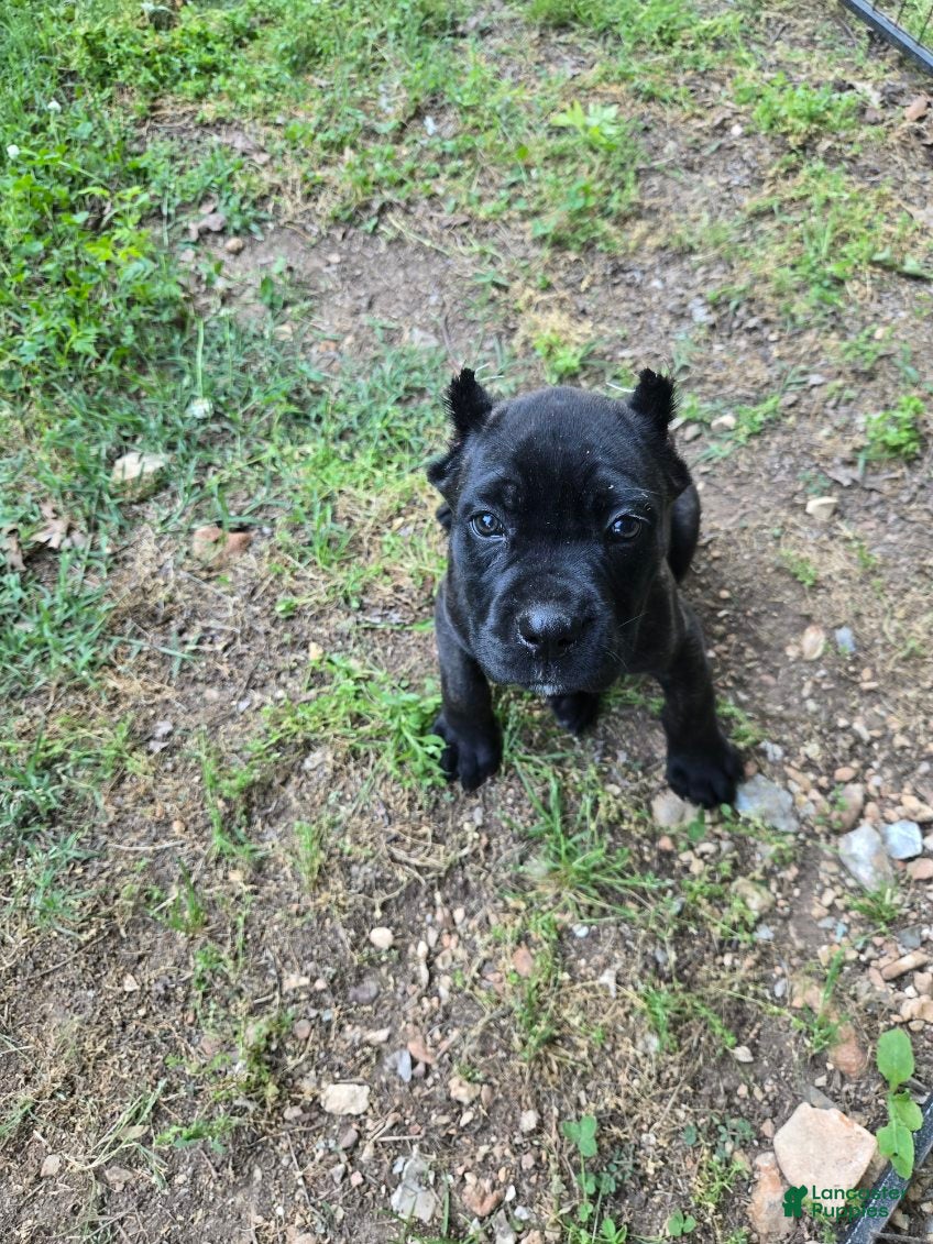 Cane Corso dogs Mabel - Ad 2