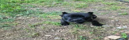 Cane Corso dogs for sale: Mabel - Ad 2