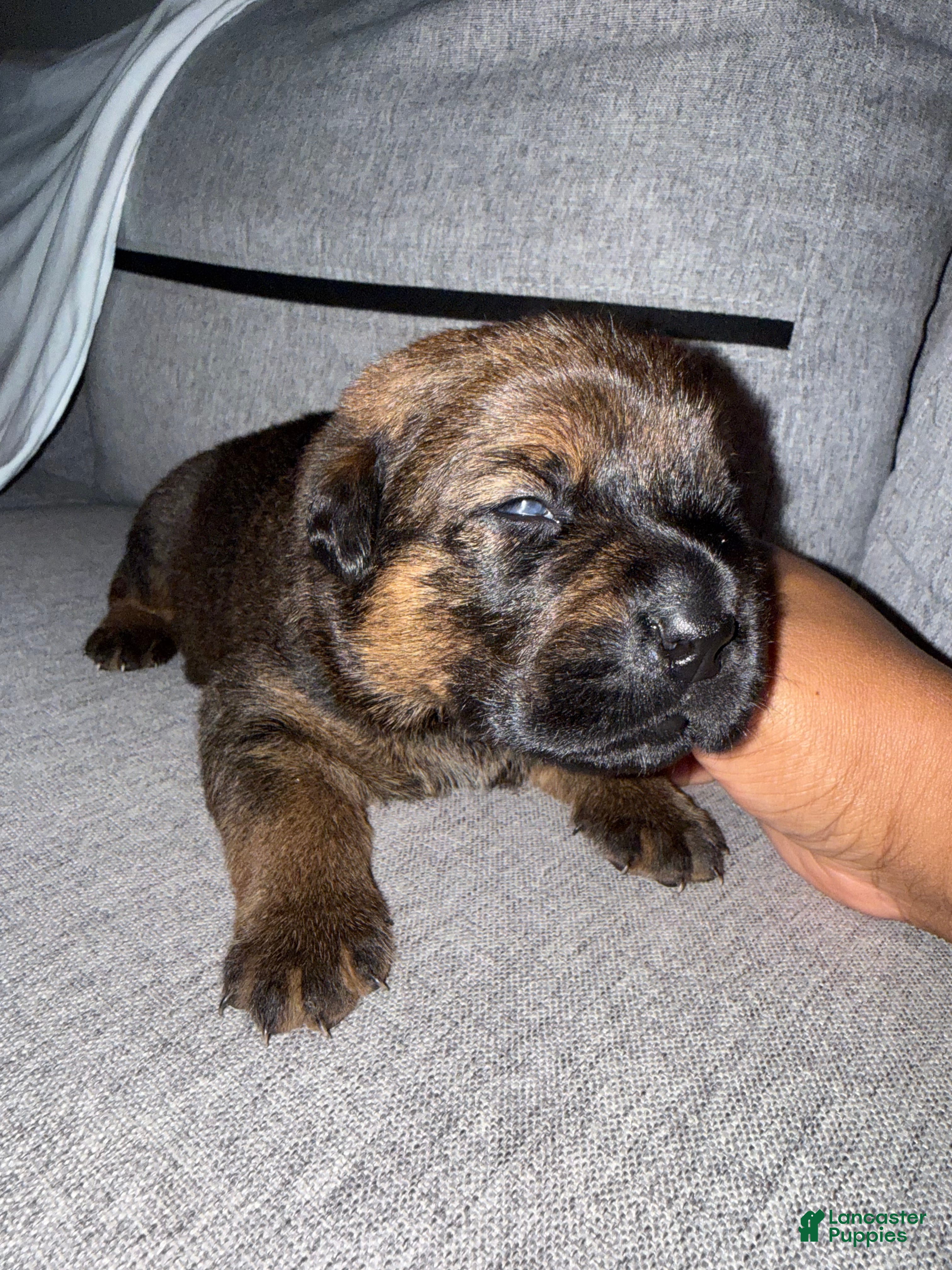 Mixed Breed dogs Mixed Breed 7 - Ad 1