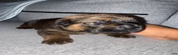 Mixed Breed dogs for sale: Mixed Breed 7 - Ad 1
